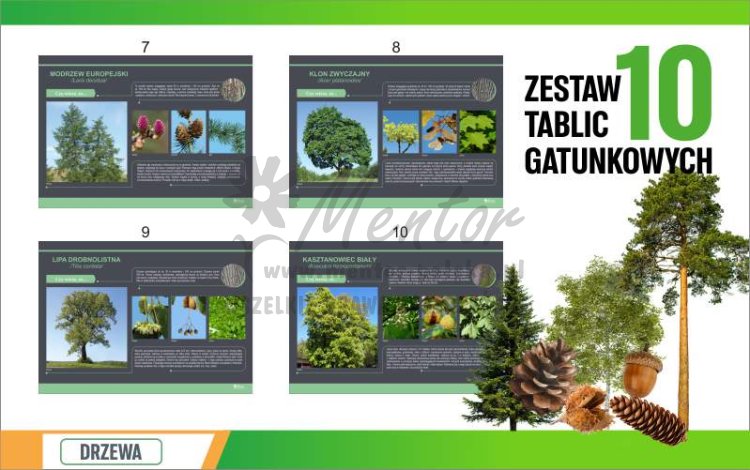 Drzewa 10 szt standard 2.jpg