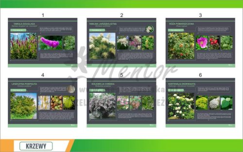 Krzewy 10 szt prezentacja 1.jpg