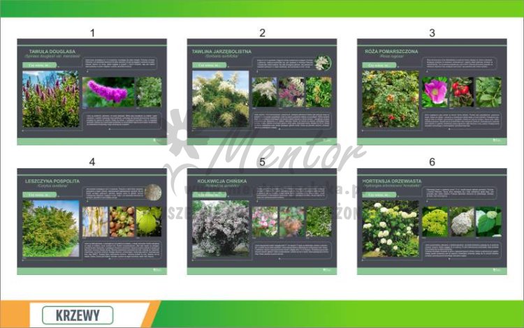 Krzewy 10 szt prezentacja 1.jpg