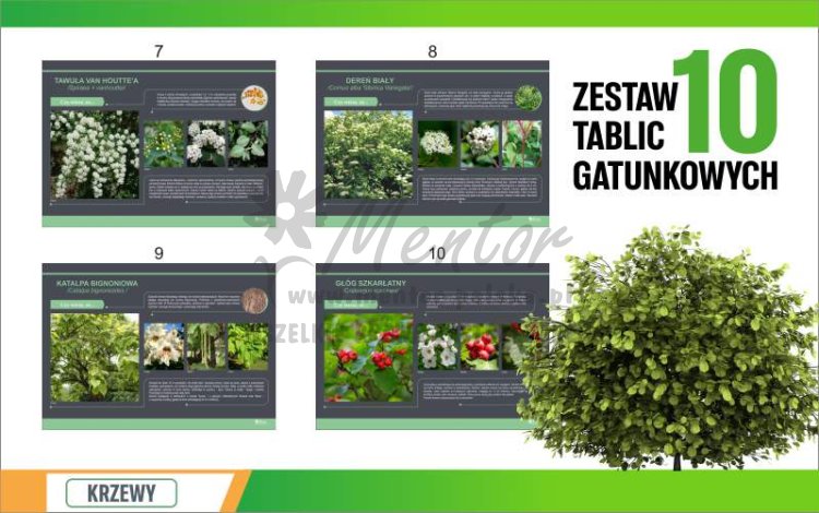 Krzewy 10 szt prezentacja 2.jpg