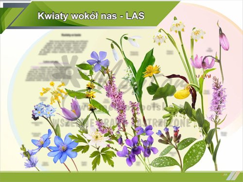 2. Kwiaty wokół nas LAS.jpg