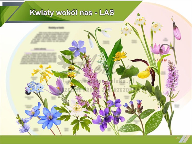 2. Kwiaty wokół nas LAS.jpg