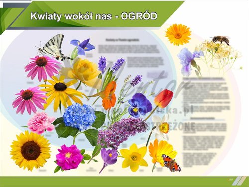 2. Kwiaty wokół nas OGRÓD.jpg