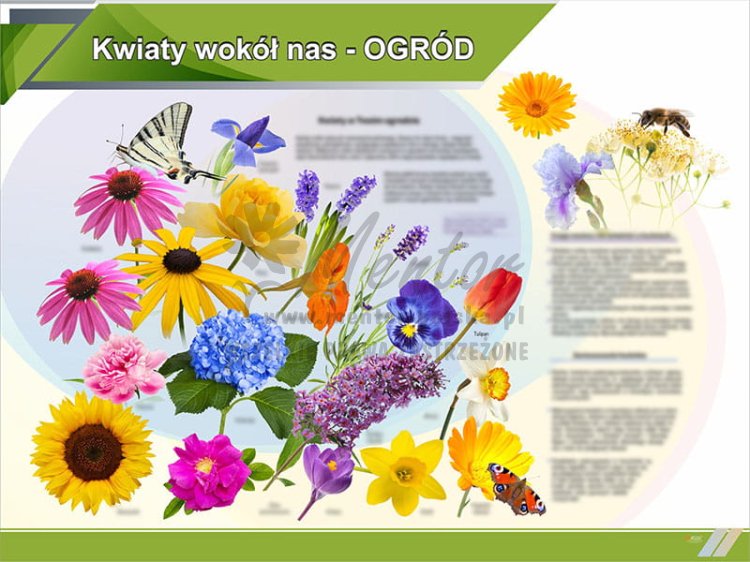 2. Kwiaty wokół nas OGRÓD.jpg