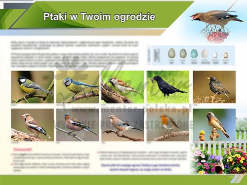 TE9-08 Ptaki w twoim ogrodzie.jpg