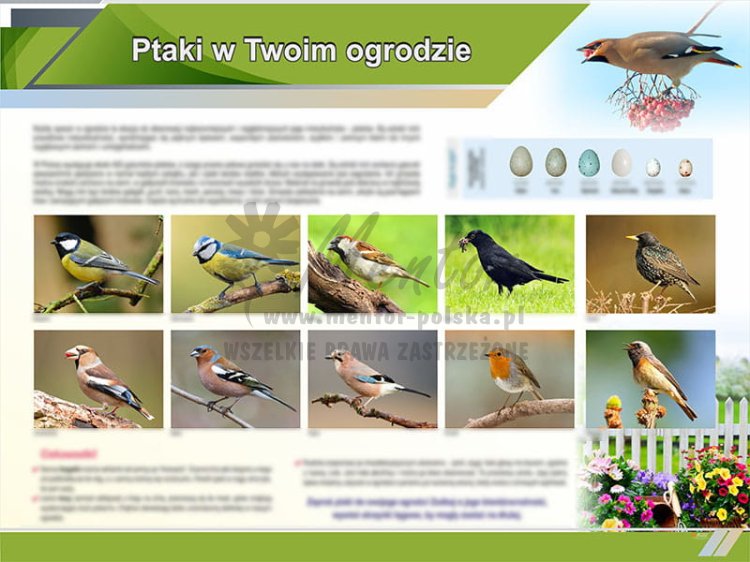 TE9-08 Ptaki w twoim ogrodzie.jpg