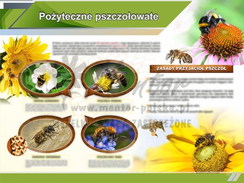 TE9-09 Pożyteczne pszczołowate.jpg