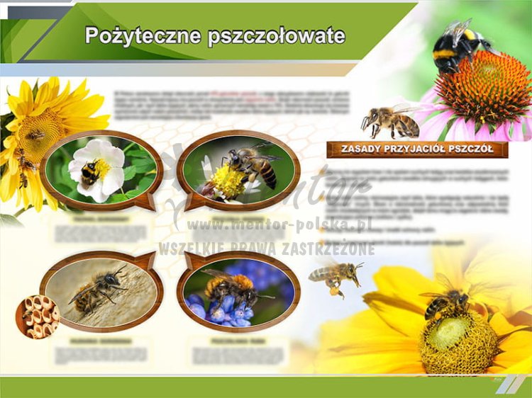 TE9-09 Pożyteczne pszczołowate.jpg