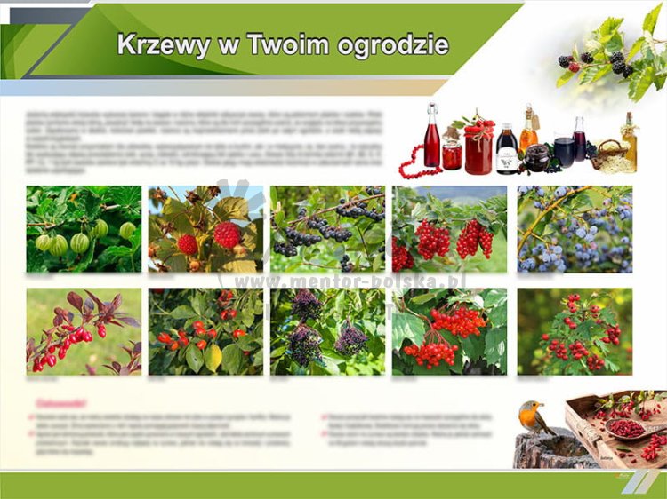 TE9-14 Krzewy w twoim ogrodzie.jpg