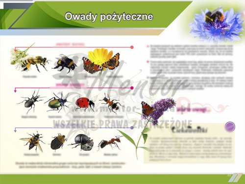 TE9-19 Owady pożyteczne w ogrodzie.jpg