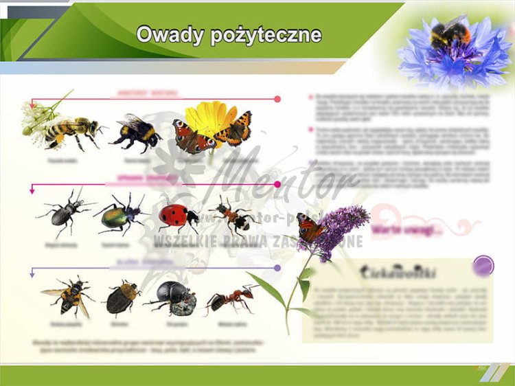 TE9-19 Owady pożyteczne w ogrodzie.jpg