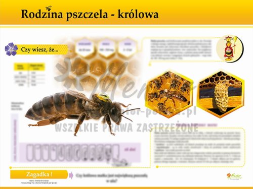 TE7-21 - Rodzina pszczela - królowa.jpg