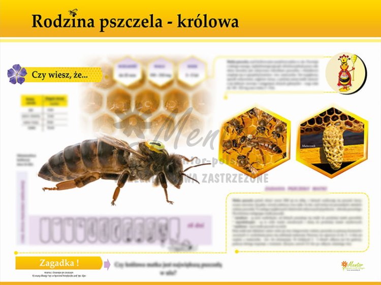 TE7-21 - Rodzina pszczela - królowa.jpg