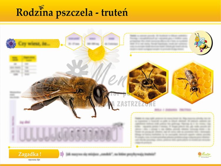 TE7-26 - Rodzina pszczela - truteń.jpg