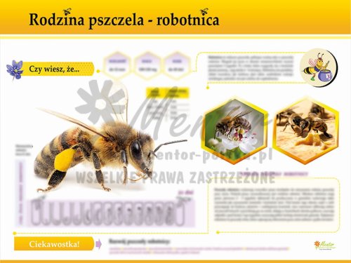 TE7-25 - Rodzina pszczela - robotnica.jpg