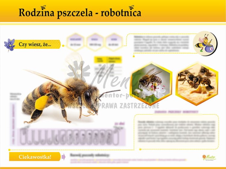TE7-25 - Rodzina pszczela - robotnica.jpg