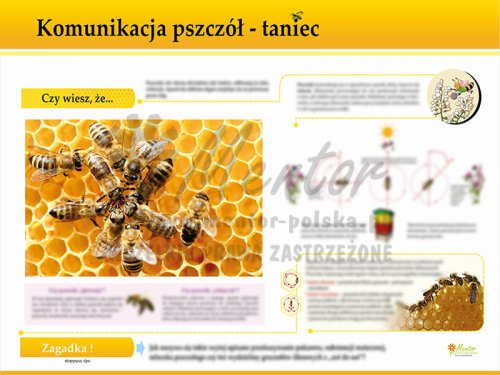 TE7-20 - Komunikacja - taniec pszczół.jpg