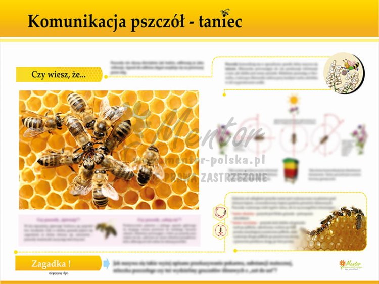 TE7-20 - Komunikacja - taniec pszczół.jpg