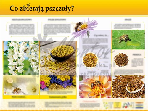 TE7-18 - Co zbierają pszczoły.jpg