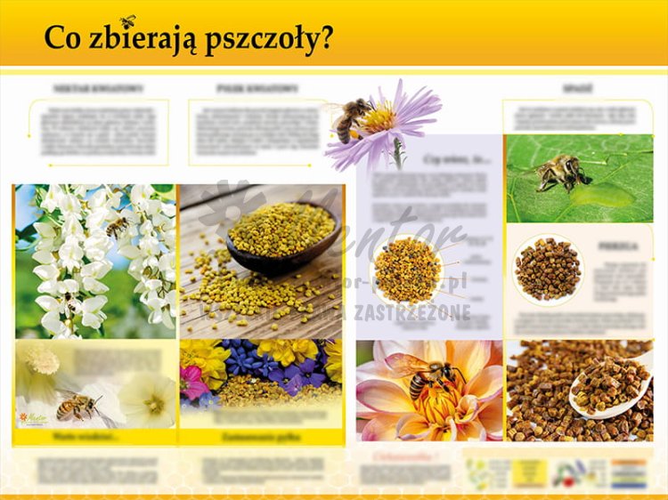 TE7-18 - Co zbierają pszczoły.jpg