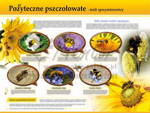 TE7-23 - Pożyteczne pszczołowate.jpg