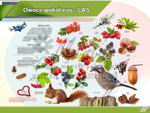 TE1-80 - Owoce wokół nas LAS.jpg