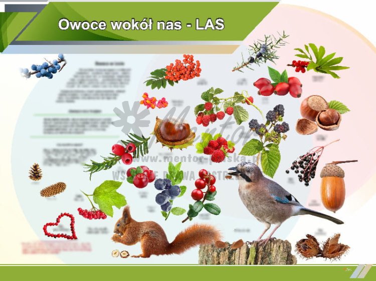 TE1-80 - Owoce wokół nas LAS.jpg