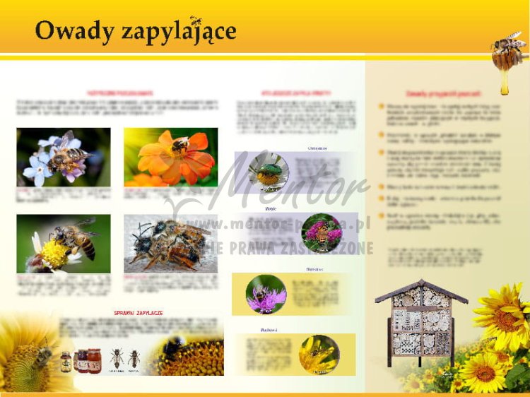 TE7-29 - Owady zapylające.jpg
