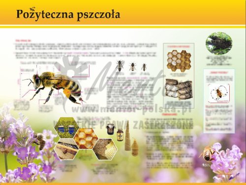 TE7-28 - Pożyteczna pszczoła.jpg