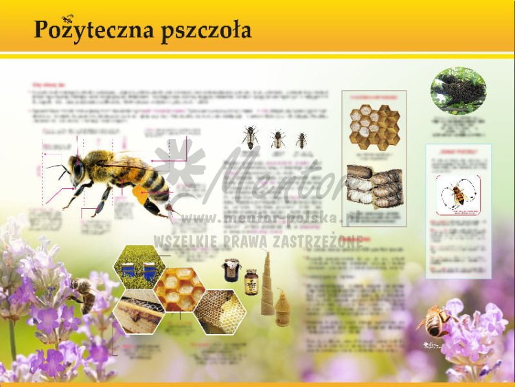 TE7-28 - Pożyteczna pszczoła.jpg