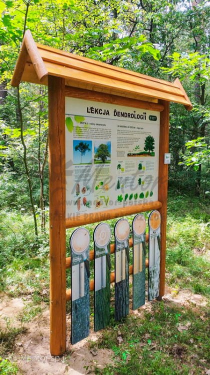Lekcja dendrologii 1.jpg