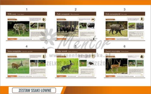 Zestaw 10 tablic ssaki łowne - poglądowa 1.jpg