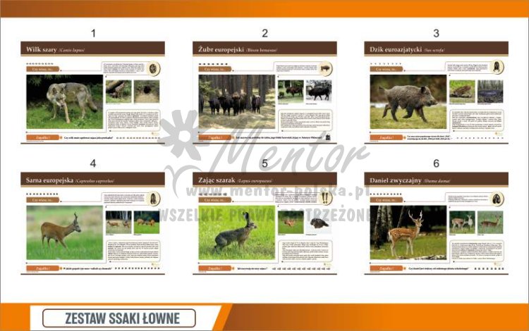 Zestaw 10 tablic ssaki łowne - poglądowa 1.jpg