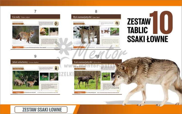 Zestaw 10 tablic ssaki łowne - poglądowa 2.jpg