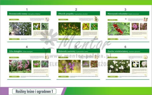 Rośliny leśne i ogrodowe - podgląd 1.jpg