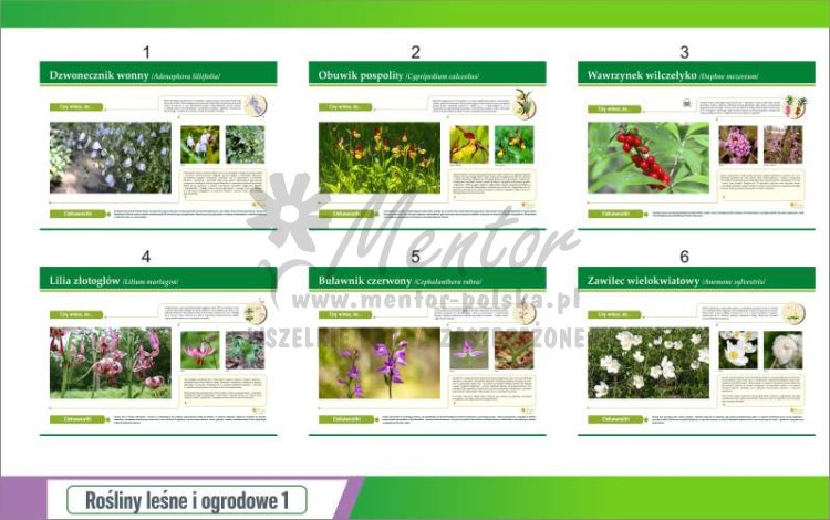 Rośliny leśne i ogrodowe - podgląd 1.jpg