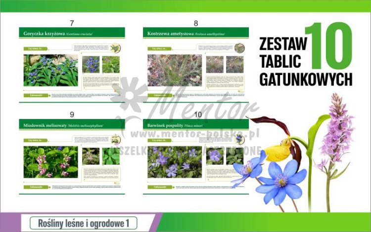 Rośliny leśne i ogrodowe - podgląd 2.jpg