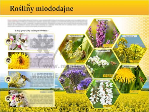 TE7-31 - Rośliny miododajne.jpg