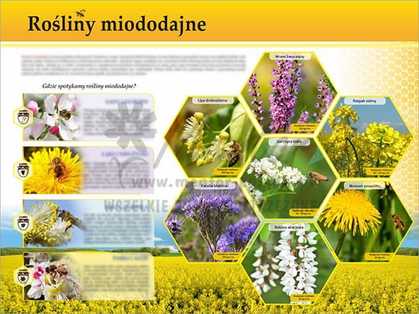 TE7-31 - Rośliny miododajne.jpg