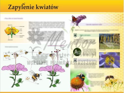TE7-32 - Zapylenie kwiatów.jpg