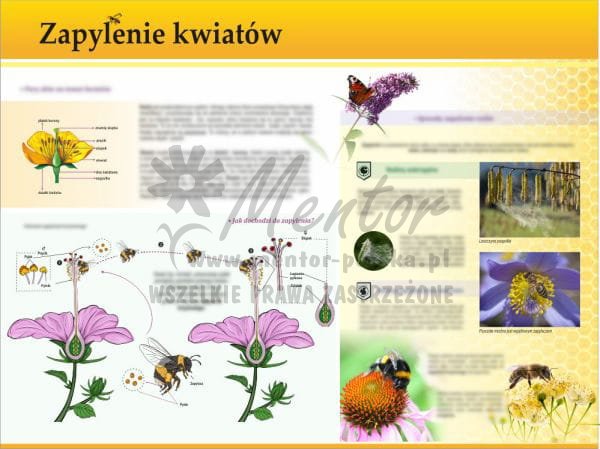 TE7-32 - Zapylenie kwiatów.jpg