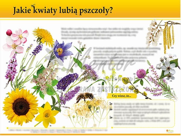 TE34 - Jakie kwiaty lubią pszczoły.jpg