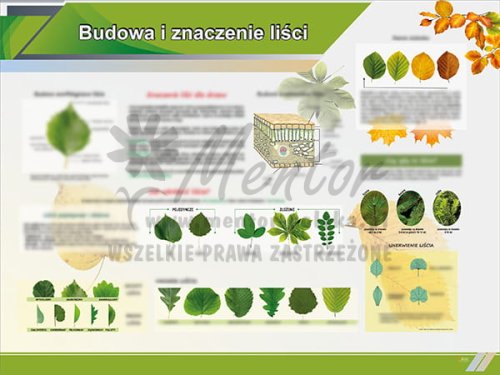 TE1-81 - Budowa i znaczenie liści.jpg