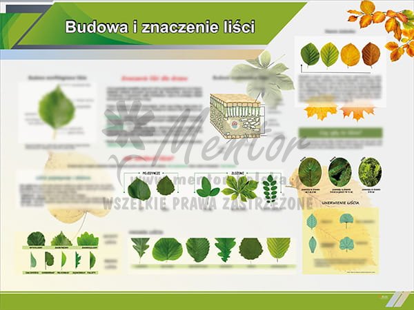 TE1-81 - Budowa i znaczenie liści.jpg