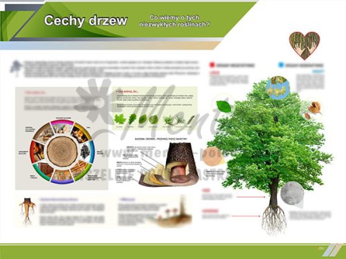 TE1-82 - Cechy drzew.jpg