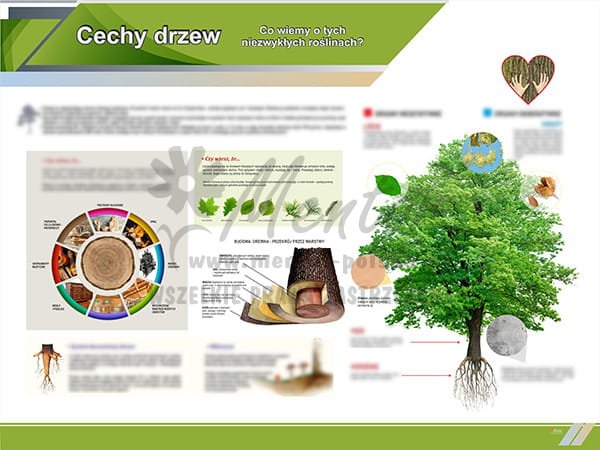 TE1-82 - Cechy drzew.jpg