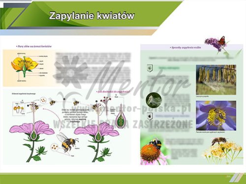 TE1-84 - Zapylenie kwiatów.jpg