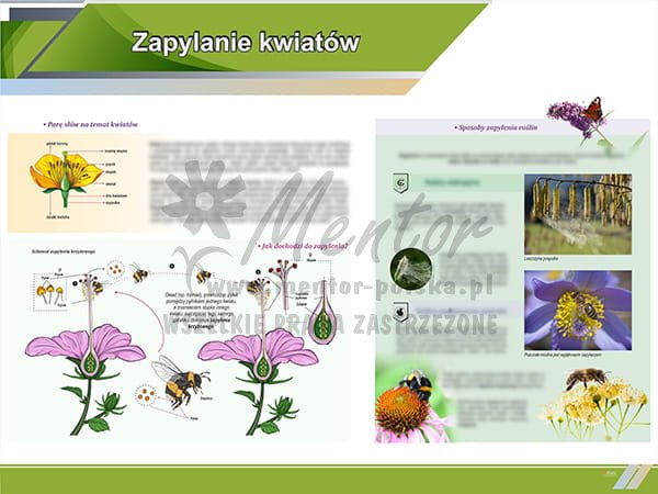 TE1-84 - Zapylenie kwiatów.jpg
