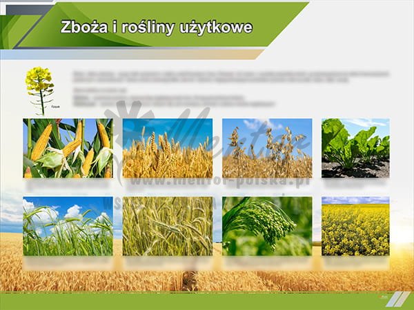 TE1-87 - Zboża i rośliny użytkowe.jpg