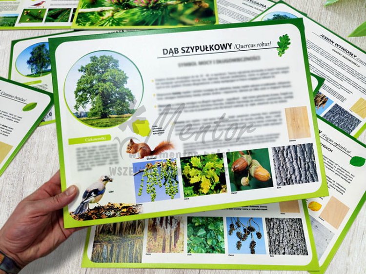 Teczka wiedzy - Drzewa leśne